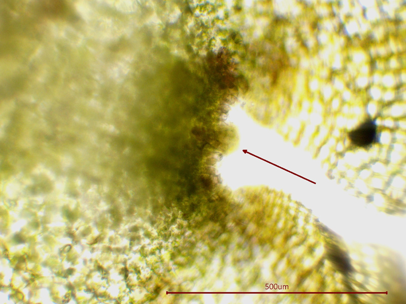 Pellia neesiana
